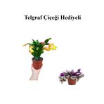 Nura Botanik Telgraf Çiçeği Hediyeli, Sarı Renk Yılbaşı Çiçeği-Kaktüsü, Anneler Gününe Özel