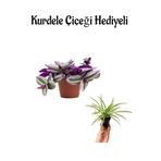 Nura Botanik Toz Pembe Telgraf Çiçeği, Kurdele Çiçeği, Hediyeli Bodur Bitki