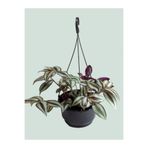 Nura Botanik Tradescantia Zebrina Alacalı Telgraf Çiçeği, 1 Adet, Makrome Saksılı, 30-50cm