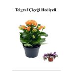 Nura Botanik Turuncu Kalanşo Çiçeği, Telgraf Hediyeli, Çiçekli Bodur Bitki