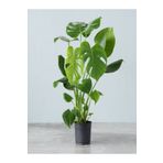 Nura Botanik Videolu Deve Tabanı Çiçeği 1 Adet Saksılı 60-100cm Iç Mekan Salon Bitkisi(MONSTERA DELİCİOSA)