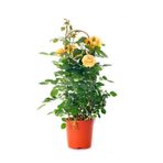 Nura Botanik Videolu Mumyalı Aşılı Sarı Gül Fidanı 4 Mevsim Dikilir 1 Adet Tüplü/saksılı 10-15 Cm (YELLOW ROSE)