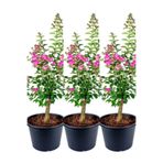 Nura Botanik Videolu Pembe Çiçekli Oya Ağacı 3 Adet Saksıda 40-70cm Dış Mekan Bitkisi (LAGERSTROEMİA İNDİCA)