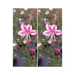 Nura Botanik Videolu Pembe/beyaz Gaura Çiçeği Fidanı 2 Adet 40-60 Cm Dış Mekan Ağaçları Lindheimeri