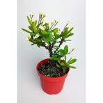 Nura Botanik Videolu Sarı Milli Dikenler Tacı Büyük Boy (40 60 Cm) Saksılı Kaktüs Euphorbia