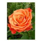 Nura Botanik Videolu Yediveren Kokulu Turuncu Renk (50 80 CM) Saksılı Aşılı Gül Fidanı Orange Rose