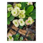 Nura Botanik White Euphorbia Milii Dikenler Tacı Çiçeği, Beyaz, 10-15 cm