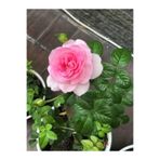 Nura Botanik Yediveren Gül Fidanı, Pembe ve Beyaz, 30-60 cm, Saksılı, 2 Adet, Aşılı
