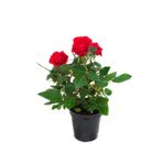 Nura Botanik Yediveren Kırmızı Gül Fidanı, 1 Adet, Saksılı, 10-15cm, Bahçe Bitkisi