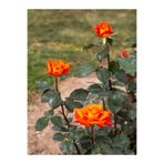 Nura Botanik Yediveren Koyu Somon Rengi Gül Fidanı, 2 Adet, Saksılı/Tüplü, 35-60 cm, Orange Rose