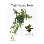 Nura Botanik Yeşil Hedera Helix Sarmaşığı, 30-40 cm, Saksılı, Yeşim Para Çiçeği ile Kombo