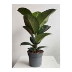 Nura Botanik Yeşil Parlak Yapraklı Kauçuk Çiçeği, 1 Adet Saksılı, 20-45cm, Ficus Elastica
