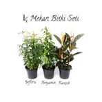 Nura Botanik Yeşil Şeflera, Benjamin, Kauçuk 2'li Salon Ofis Çiçek Seti