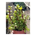 Nura Botanik Yeşim (Para) Çiçeği, 10-20 cm, 5.5 Saksıda, İç Mekan Bitkisi