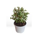 Nura Botanik Yeşim Para Çiçeği, 20-30 cm, Saksılı, Yeşil, Portulacaria Afra
