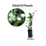 Nura Botanik Yoğun Kokulu Ful Yasemin Çiçeği Sarmaşık Bitki, 30-50cm, Jasminum grandiflorum