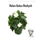 Nura Botanik Yoğun Kokulu Gardenya Çiçeği, Sarı Milii Kaktüs Hediyeli, Çiçekli Bodur Bitki
