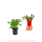Nura Botanik Yoğun Kokulu Itır Gül Damlası + Buz Çiçeği, 5-15 cm, Saksılı Dış Mekan Bitkileri, 2'li Set