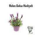 Nura Botanik Yoğun Kokulu Lavanta Çiçeği Fidanı, Helen Saksı Hediyeli, Çiçekli Bodur Bitki