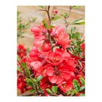 Nura Botanik Yörük Gelini Ağacı Fidanı, 40-70 cm, Japanese Quince Süs Bitkisi, Kırmızı Çiçekli
