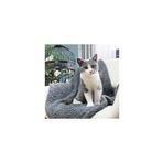 Nursoft Peluş Kedi Battaniyesi 60x80 Cm