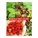 Nutyen 10 Adet Karadeniz Kokulu Yabani Dağ Çileği Fidesi Açık Köklü (10-20 CM)