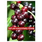 Nutyen Tüplü Karayemiş-Taflan-Laz-Kirazı Fidanı 1 Yaş