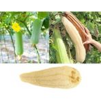 NY Home Doğal Kabak Lifli Kese Banyo Eldiveni–çift Taraflı Vucüt Kesesi Peeling ELDIVEN,15X23 Cm,exfoliating Rovin Kumaş, Cilt Temizleyici Yenileyici Canlandırıcı Etki, Selülit Karşıtı,hücre Yenileme - Option-1