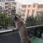Nzl File Ambalaj Balkon Filesi - Kuş Filesi - Kedi Filesi - Kedi Ağı - 2 CM Gözenekli - 1.5 Mm İp