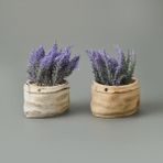 Objevi 13x9x9 cm Asorti Çuval Saksıda Kır Lavantası