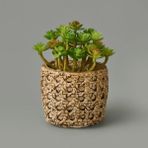 Objevi 7x8x8 cm Hasır Efekt Saksıda Sukulent