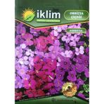 Obrizya Çiçek Tohumu - Aubretia Deltoidea (~ Takribi 40 Tohum)