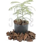 Odea Kahverengi Çam Kabuğu, 20-40 mm Boyutlarında, 1 Litre Peyzaj Malzemesi