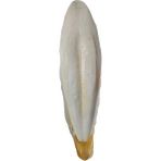 Odea L Boy Kalamar Kemiği, Iri Boy 10-15 cm