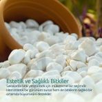 ODN Beyaz Dolomit Taş Dere Çakıl Taşı Bahçe Peyzaj Süs Taşı Saksı Teraryum Akvaryum Saksı Dipleri Kar Beyaz Taşlar - 2-4cm. 10 kg.