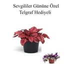 Öğretmenler Gününe Özel Kırmızı Renk Hostes Çiçeği Telgraf Hediyeli