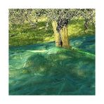 Olio Hasat Zeytin Dut Kayısı Toplama Filesi - 6x5 M