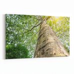 Olla 10485Y Ağaç Görseli Yatay 30x20 cm Kanvas Tablo