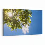 Olla 10722Y Ağaç Görseli Yatay Kanvas Tablo, Ölçü 120X80