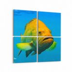 Olla 12092K4 Akvaryum Balık Görseli Kare 4 Parça 65x65 cm Kanvas Tablo