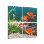 Olla 12138K4 Akvaryum Balık Görseli Kare 4 Parça 65x65 cm Kanvas Tablo