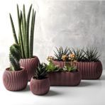 Omnipazar Krs Mercan Dekoratif Sukulent Kaktüs Plastik Saksı Takımı 5'Li Set Soft Pembe