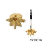 OMUR ŞEKLİNDE KALEMLİK MODEL 18