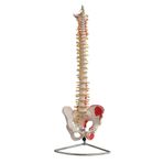 Omurga Ve Kalça (kas Bölgeleri Işaretlenmiş Pelvisli Vertebra) Modeli 75 Cm