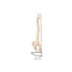 Omurga Ve Kalça (pelvisli Vertebra) Modeli 75 Cm
