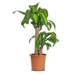 Online Botanik Dracaena Massangeana (2 Kök, 100~125 Cm)