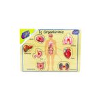 ONYIL OYUNCAK Playwood Ahşap Puzzle Duyu Ve Iç Organlarımız