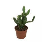 Opuntia Bergeriana (Kaktüs)