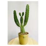 Opuntia Consolea+ Gold Terracotta Saksı