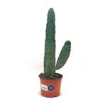 Opuntia Consolea Rubescens Kaynana Dikeni 12 cm